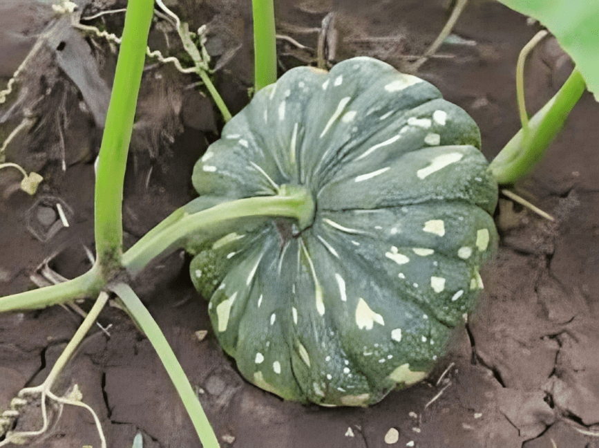 Pumkin KYI-850 50g (Known You) Hybrid Seeds