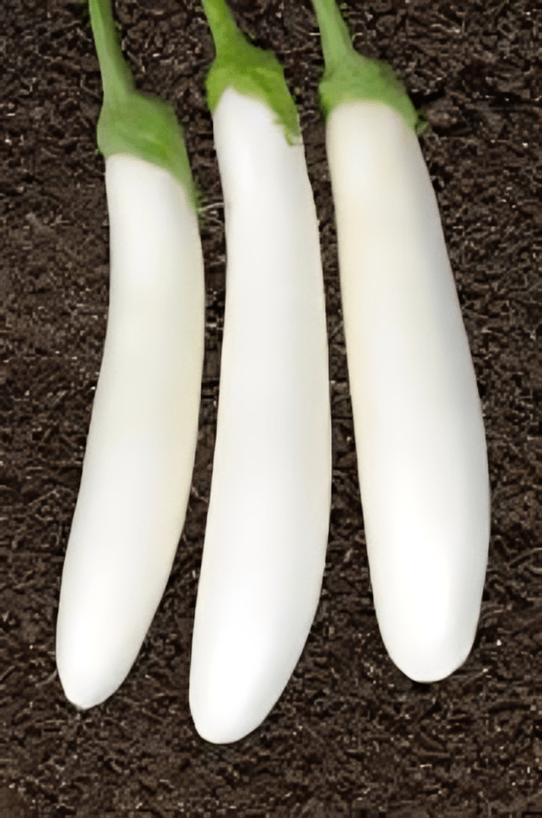 white brinjal seeds - KSP 1080 10g (Kalash Seeds) Hybrid Seeds