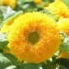 Sunflower teddybear