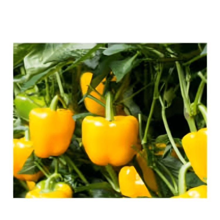 Capsicum varun 10g Indus (Hybrid Seeds)