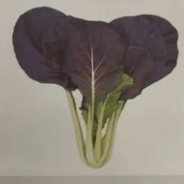 pakchoi Levender 10g Tokita