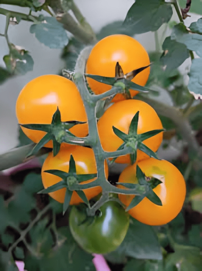 Cherry Tomato yellow round 10g
