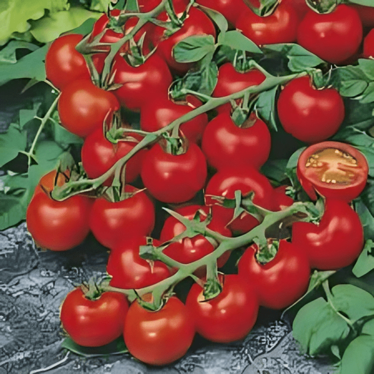 Rambha Cherry Tomato (Known You Seeds)
