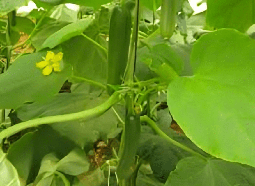 cucumber oroub ( 2000 seeds - Enza Zaden)