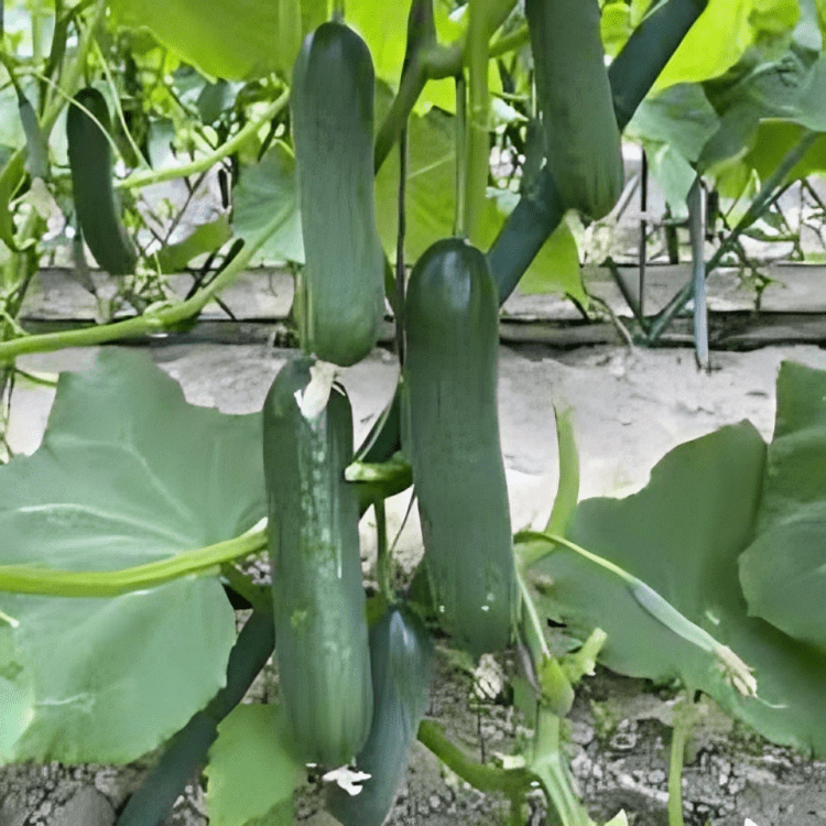 cucumber Fadia 1000 seeds