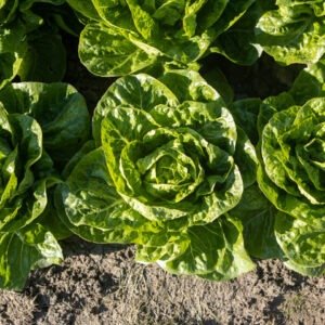 Lettuce Seeds Xanadu (1000 Seeds) Buy online