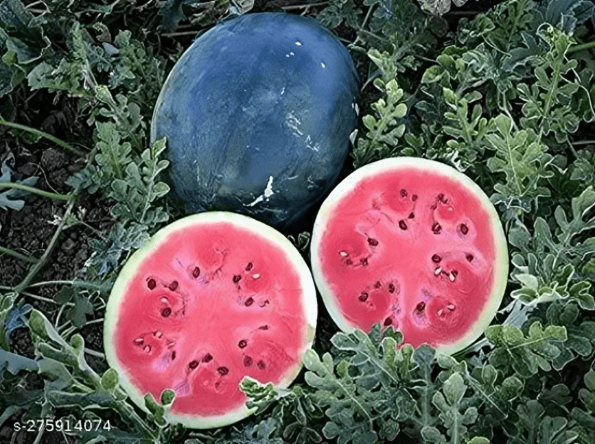 Watermelon Seeds Sweetking 50g (Nongwoo)