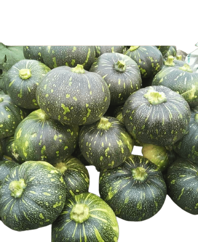 Pumkin Kalindi 50g (Tokita) Hybrid Seeds