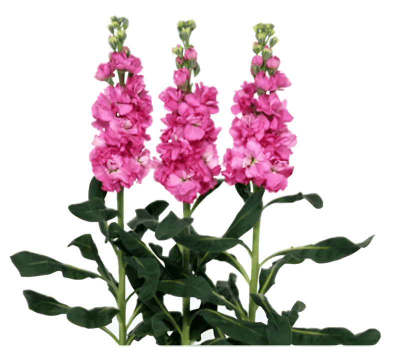 Hybrid stock Early iron Rose Pink 1000 Seeds (Sakata)