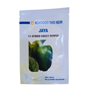 Hybrid Capcicum seed Sweet Pepper Jaya