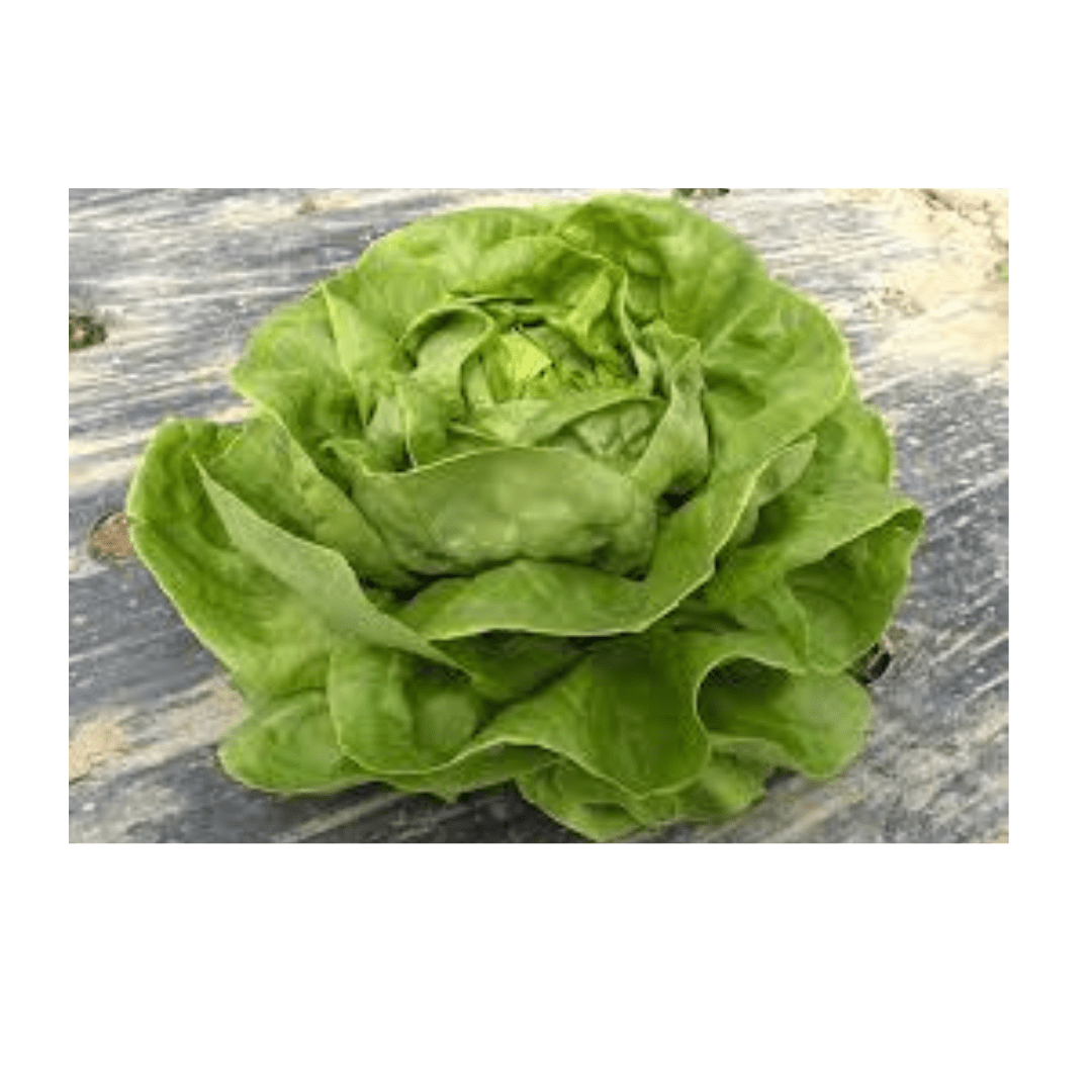 Hybrid Lettuce Seeds Volare 50g (Enza Zaden)