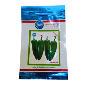 Hybrid green Chili Seeds Samara 10g (ORBI) Buy Now
