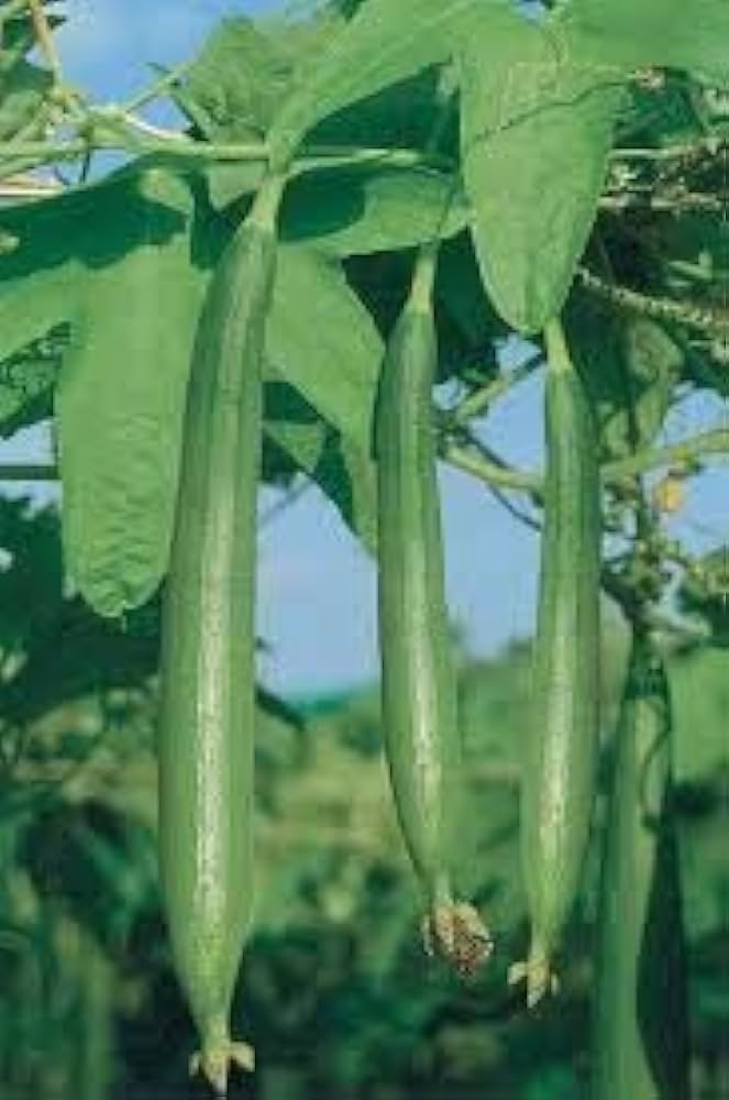 Hybrid Sponge Gourd Tina 50g (Nongwoo seeds)