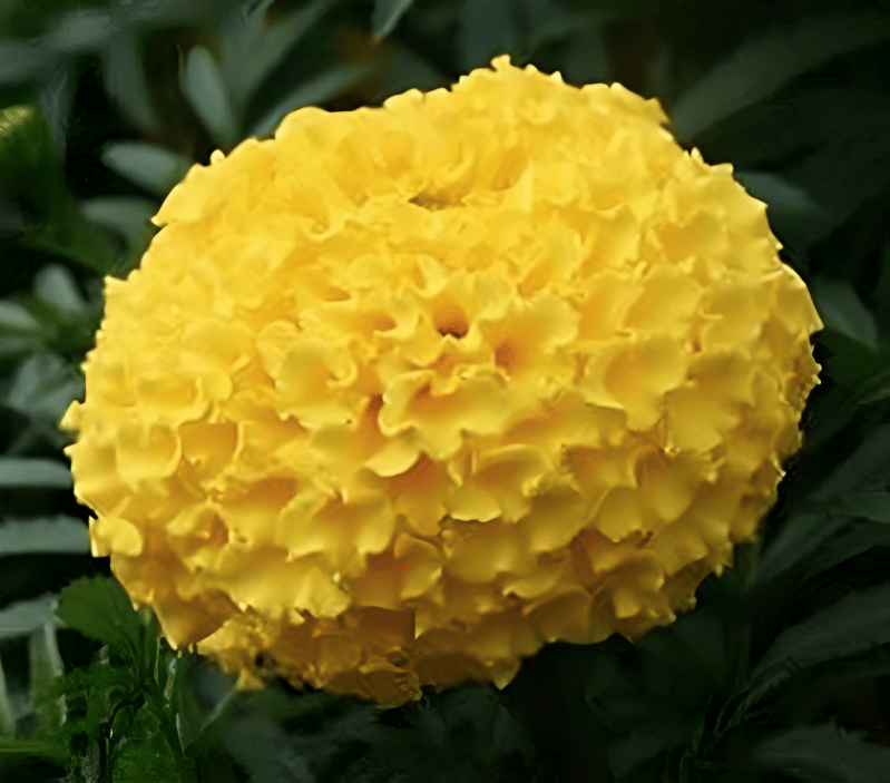 Marigold Tennis Ball Yellow (1000 Seeds Indus)