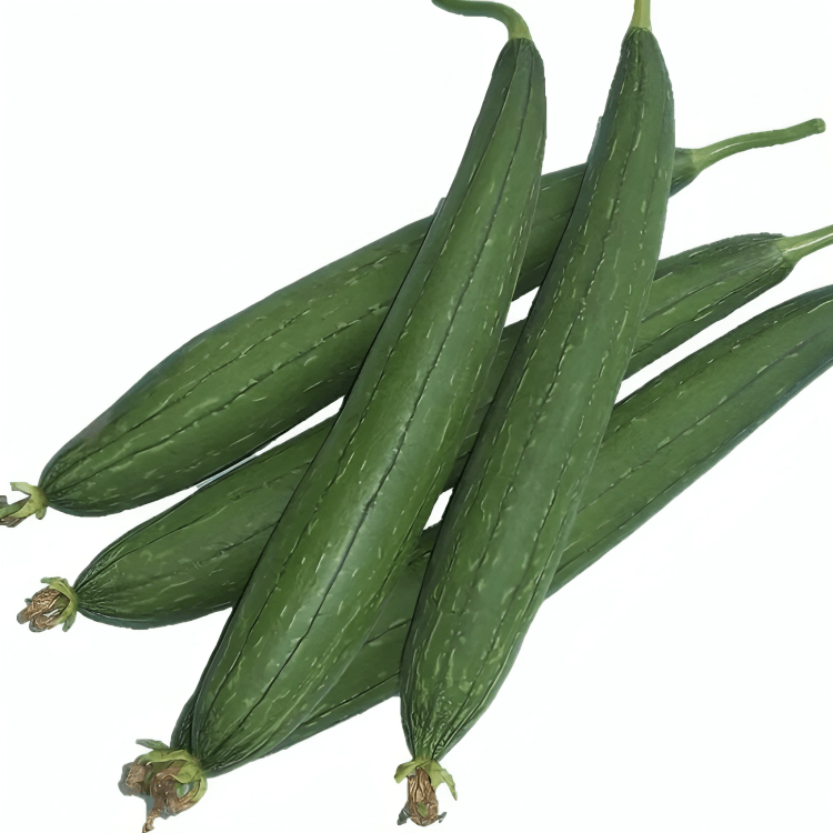 Hybrid Sponge Gourd EZSG-56 50g (ENZA ZADEN)