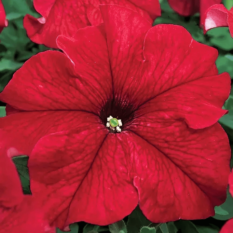 Hybrid Petunia SG F1 Tritunia Red 1000 Seeds Syngenta