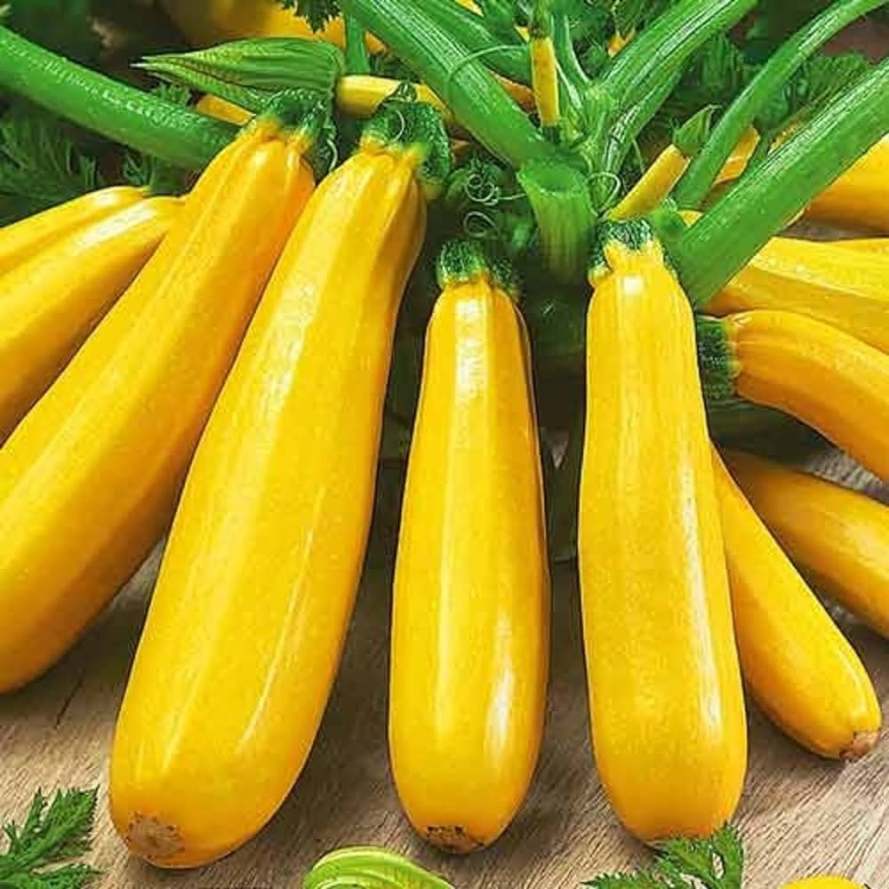 Hybrid Squash Angelina Yellow 10g (ENZA ZADEN)