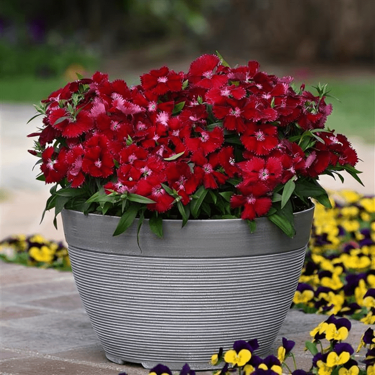 Hybrid Dianthus Floral Lace Red 1000 Seeds (PanAm)