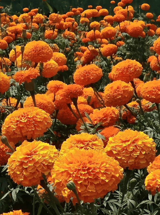 Home Gardening | Imported Hybrid Seeds, (Marigold African Dwarf Double Orange)