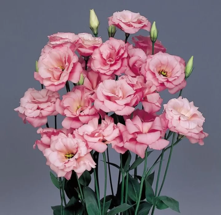 Hybrid lisianthus Echo Pink Picotee 1000 Seeds (Sakata)