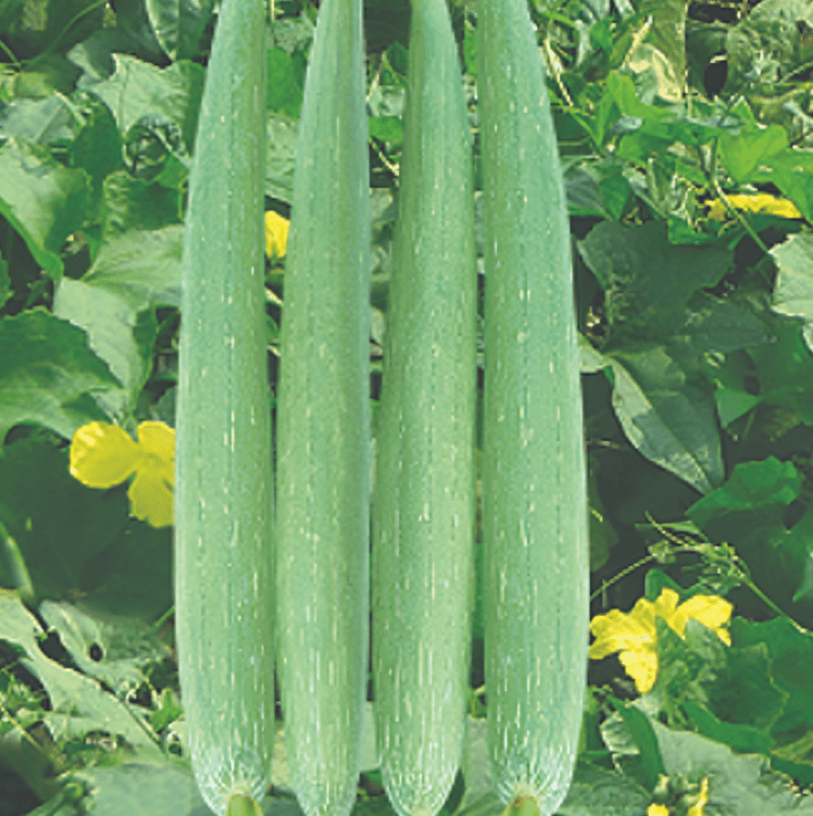 Raveena (SG2508) Hybrid Sponge Gourd 50g