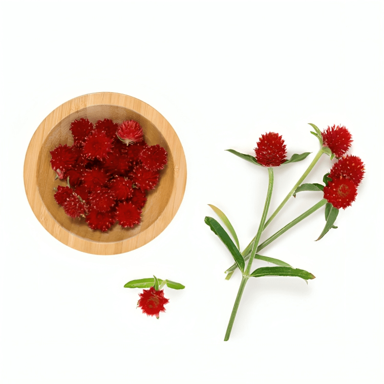Hybrid Gomphrena Haageanu Strawberry 1000 Seeds ( Tobias Seeds )