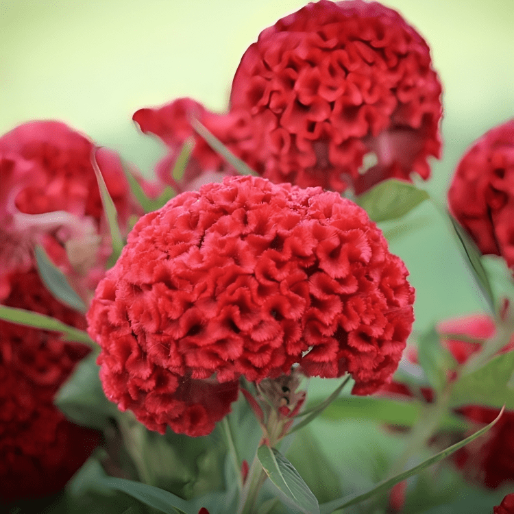 Home Gardening | Imported Hybrid Seeds, ( Celosia Cockscomb Mix)