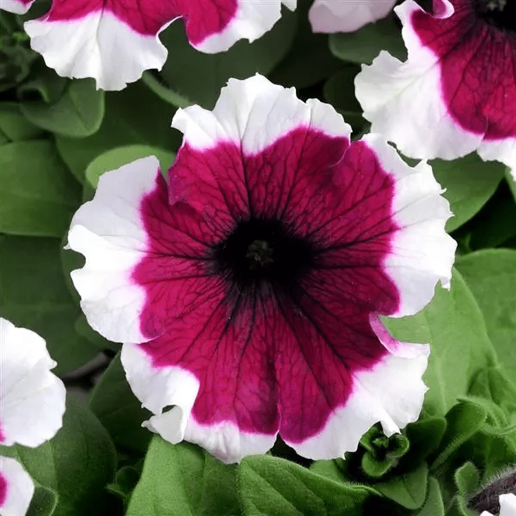 Petunia Dreams Burgundy Picotee 1000 Seeds PanAm