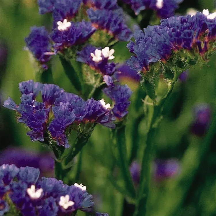 Hybrid Limonium Qis Blue Dark 1000 Seeds (PanAmerican Seeds)