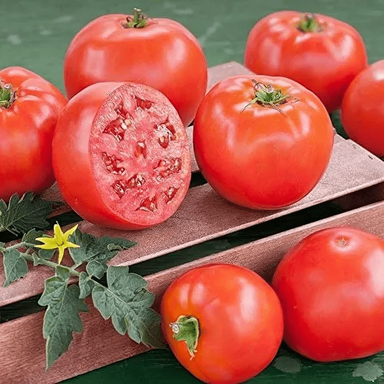 Hybrid Tomato OST-1822 10g (ORBI)