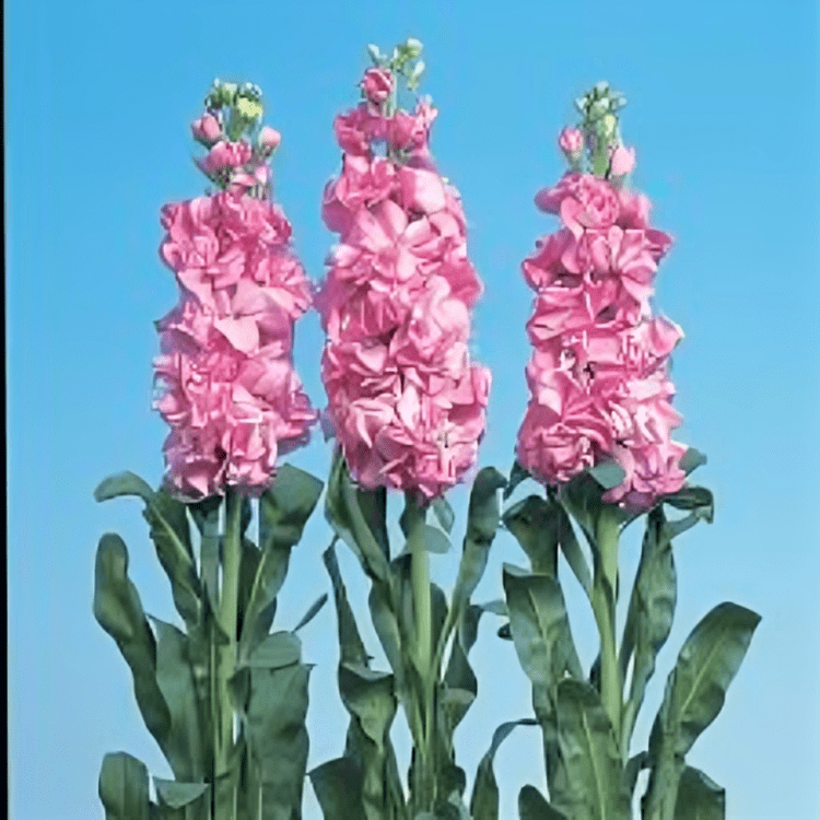 Hybrid stock iron Pink 1000 Seeds (Sakata)