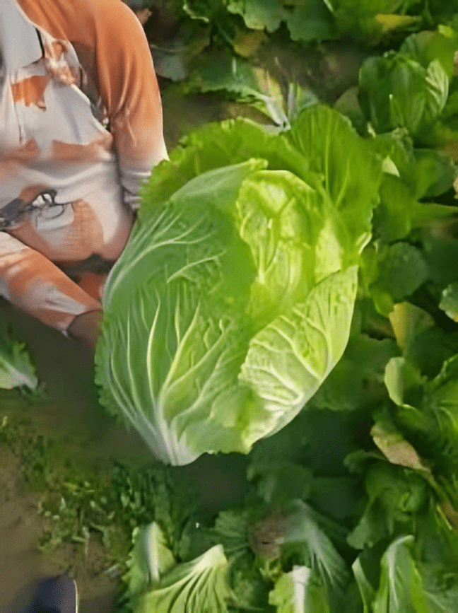 Hybrid Chinese Cabbage All Season No.2 10g