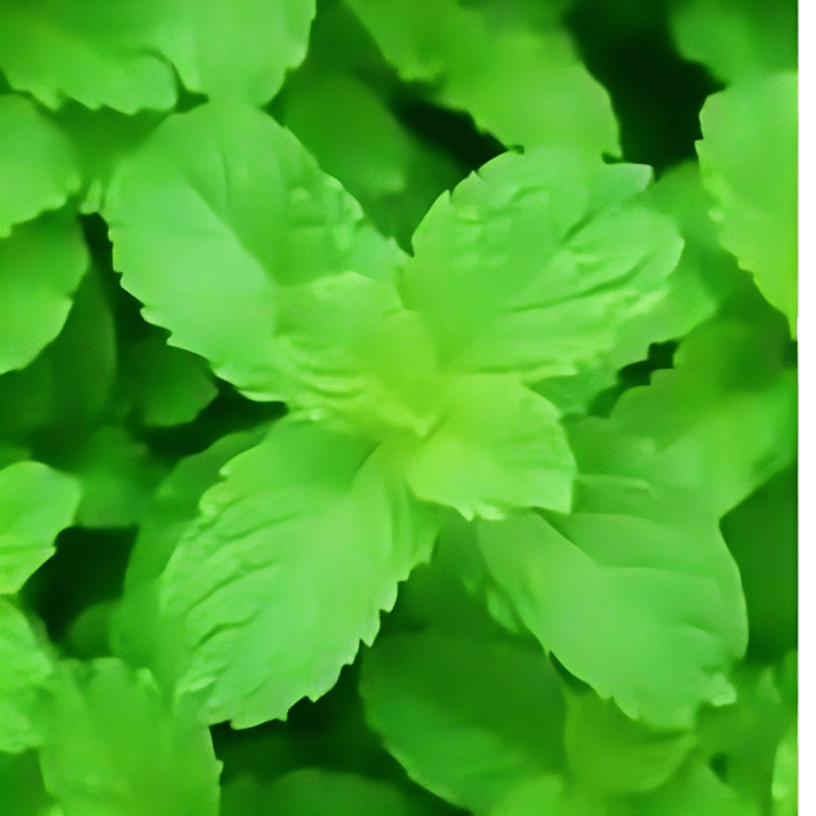 Hybrid Mint Seeds (1000 Seeds) Tobias