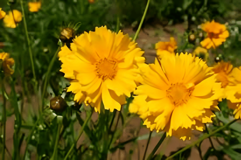 Home Gardening | Imported Hybrid Seeds, Seeds combo pack (Coreopsis Laceolata Mix)