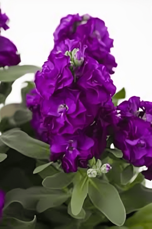 Hybrid Matthiola Spp Baby Purple 1000 Seeds (Miyoshi)