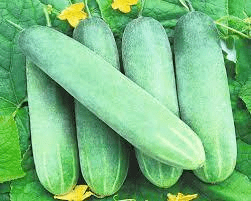 Hybrid Cucumber Seeds Kajal 25g (Nongwoo seeds)