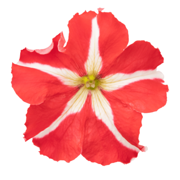 Petunia X Hybrida Grendiflora Success 360 Red 1000 Seeds (Benary)