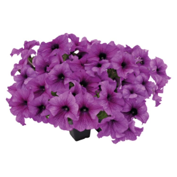 Petunia X Hybrida Grendiflora Success 360 Burgundy Vein 1000 Seeds (Benary)