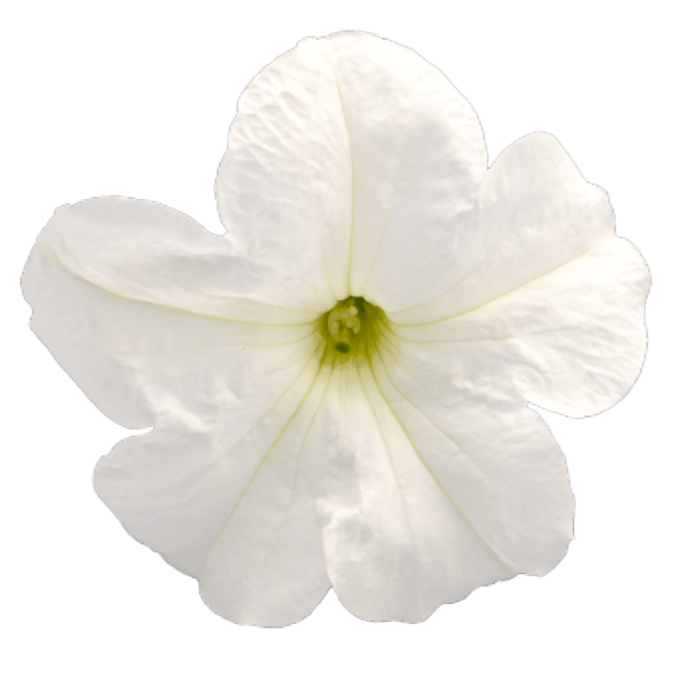 Petunia X Hybrida Grendiflora Success 360 White 1000 Seeds (Benary)