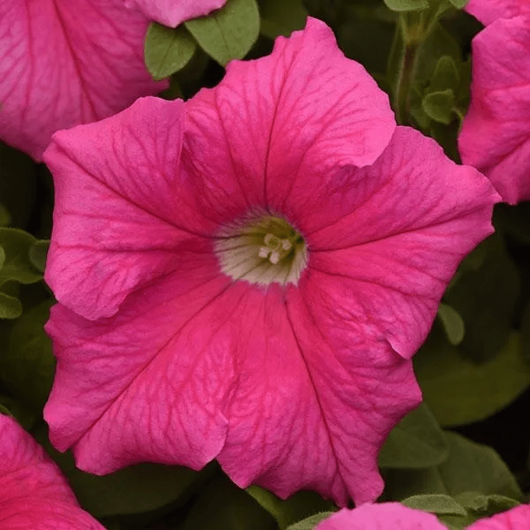 Hybrid Petunia Supercascade Pink 1000 Seeds PanAm