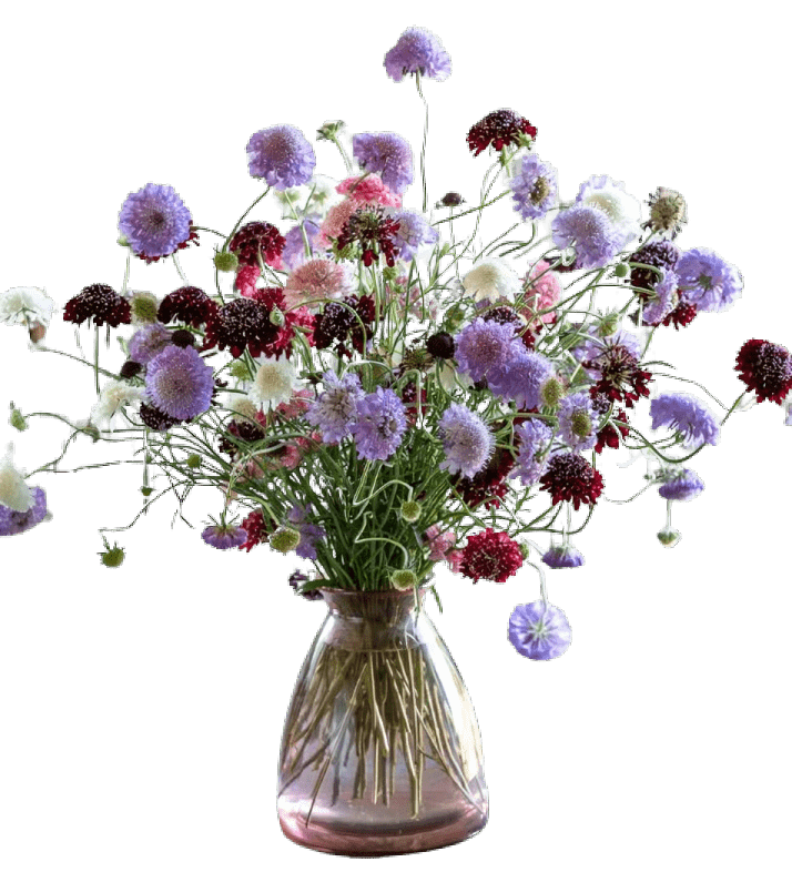 NM-Scabiosa tall double mix 2000seeds