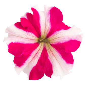 Petunia X Hybrida Grendiflora Success 360 Rose Star 1000 Seeds (Benary)