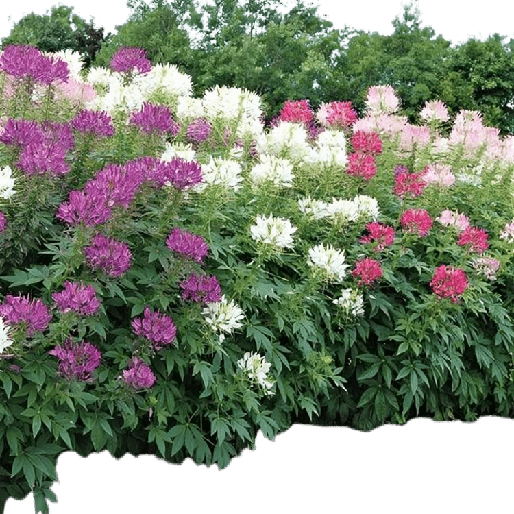 NM-Cleome Spinosa Mix 25gm