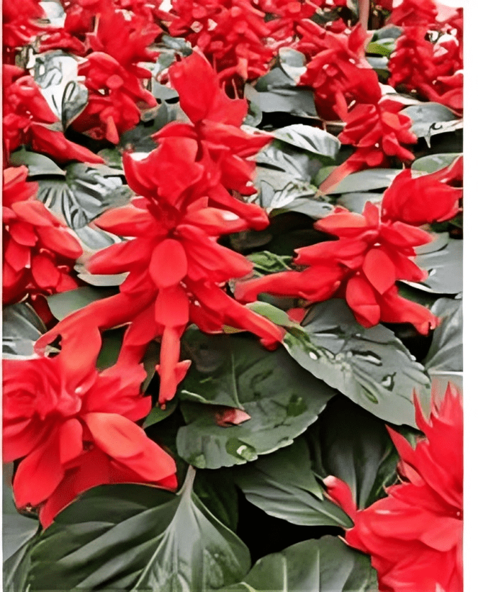 Salvia Vista Red Hybrid 1000 Seeds pack (panamerican)