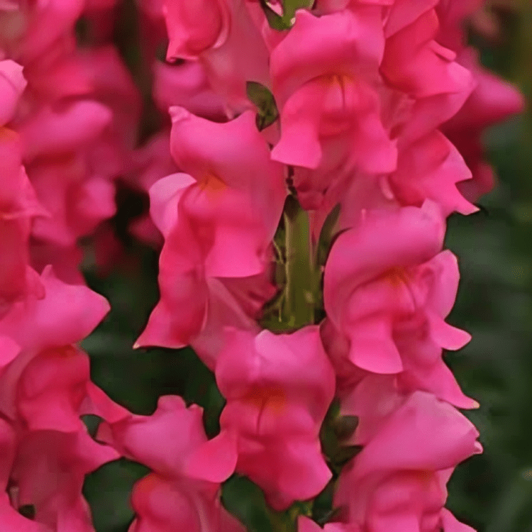 Hybrid Snapdragon Cut Flower Potomac Pink Dark 1000 Seeds (Panamerican)