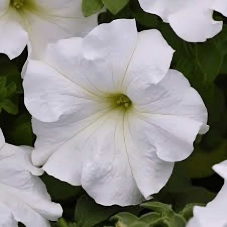 Hybrid Petunia Supercascade White 1000 Seeds PanAm