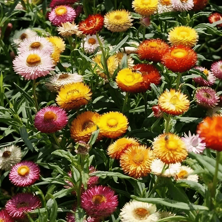 NM-Paper flower (Helichrysum) 75 gm