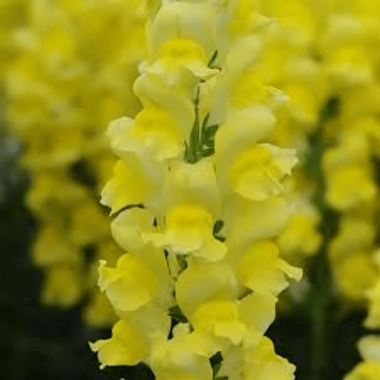 Hybrid Snapdragon Cut Flower Potomac Yellow 1000 Seeds (Panamerican)