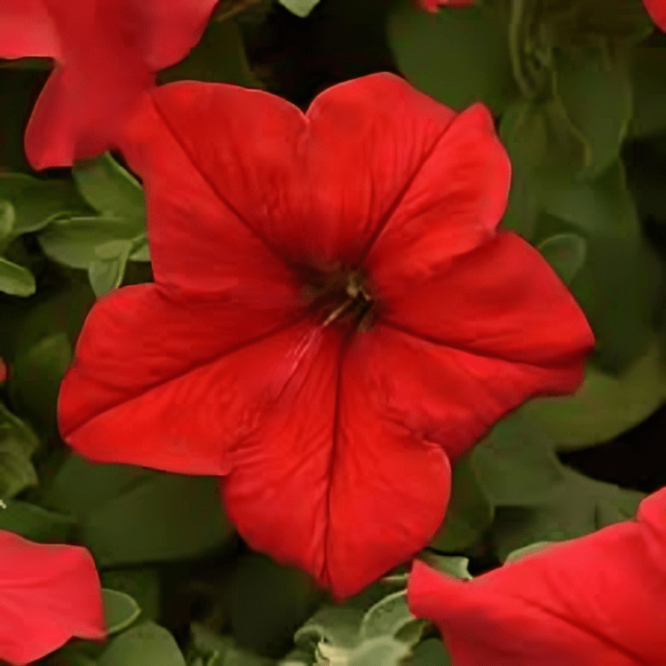 Hybrid Petunia Supercascade Red 1000 Seeds PanAm