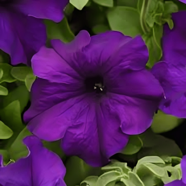 Hybrid Petunia Supercascade Blue 1000 Seeds PanAm